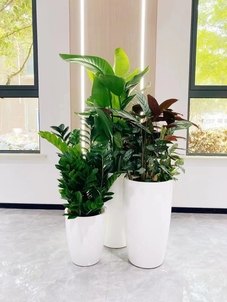 宁波慈溪绿化修剪专业><div class=