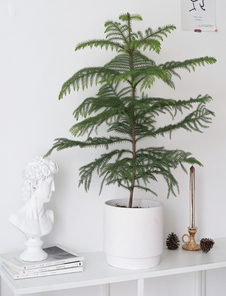 杭州湾植物出租方案