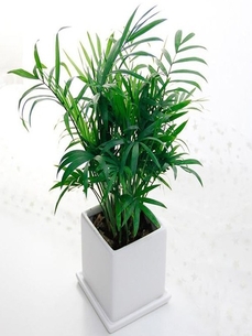 宁波余姚花木租赁专业