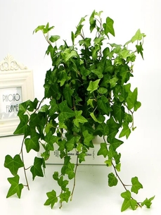 想找奉化好的盆景租摆？这些要点助你精准挑选